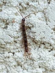 Lithobius calcaratus
