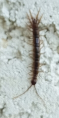 Lithobius calcaratus
