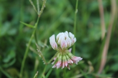 Trifolium repens