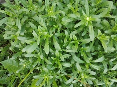 Leucanthemum vulgare
