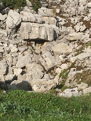 Marmota marmota