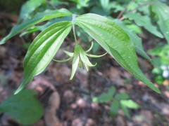 Prosartes lanuginosa