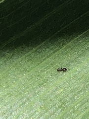 Formicidae