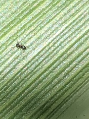 Formicidae