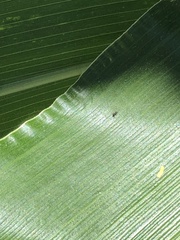 Formicidae