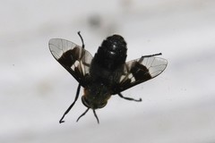 Chrysops cincticornis