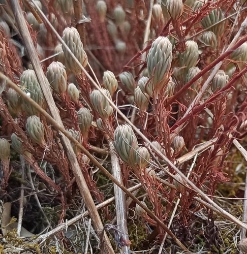 Rock Stonecrop