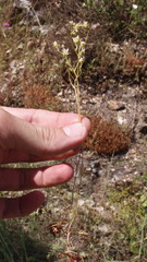 Saxifraga fragosoi