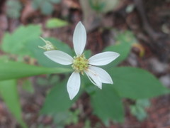 Doellingeria infirma