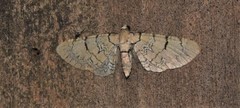 Eupithecia schiefereri