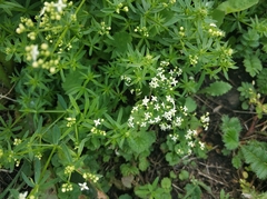 Galium mollugo