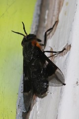 Chrysops cincticornis