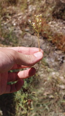 Saxifraga fragosoi