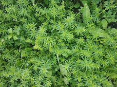 Galium mollugo