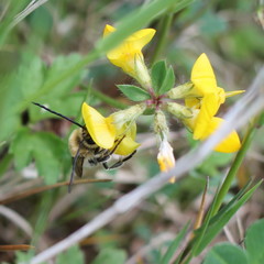 Eucera longicornis
