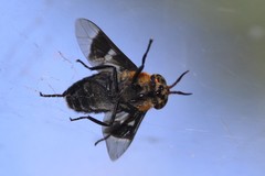 Chrysops cincticornis