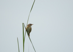 Cisticola brachypterus