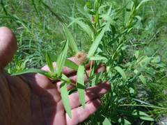 Centaurea trichocephala