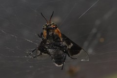 Chrysops cincticornis