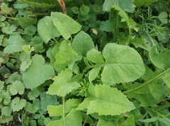 Sonchus oleraceus