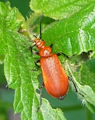 Pyrochroa serraticornis