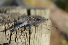 Orthetrum cancellatum
