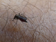 Aedes vigilax
