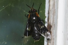 Chrysops cincticornis