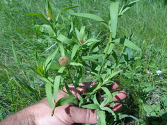Centaurea trichocephala
