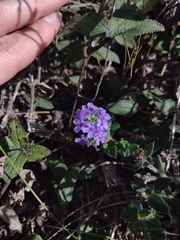 Verbena hirta