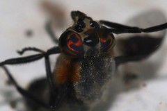 Chrysops cincticornis