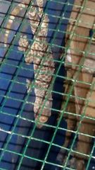 Gekko gecko