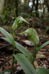 Pterostylis auriculata