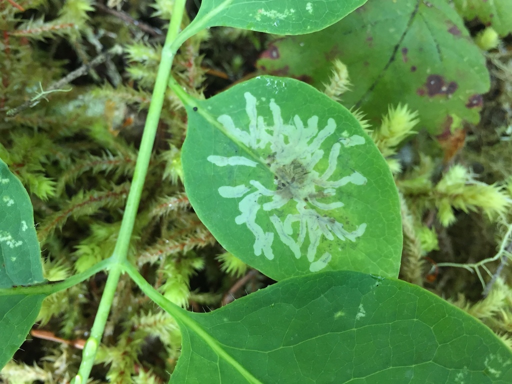 Phytomyza periclymeni superspecies