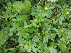 Potentilla norvegica