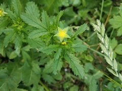 Potentilla norvegica