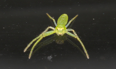 Cetratus