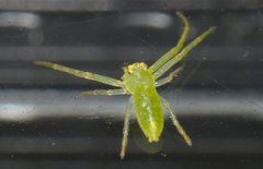 Cetratus