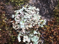 Cladonia macrophyllodes