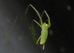 Cetratus