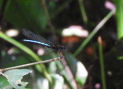 Chlorocypha aphrodite