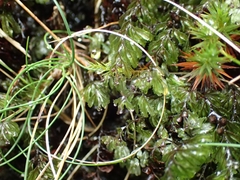 Hymenophyllum wilsonii