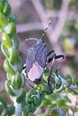 Dicranocephalus marginicollis