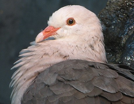 Mascarene Pigeons and Turtle-Doves