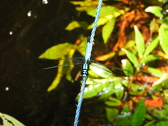 Cyanothemis simpsoni
