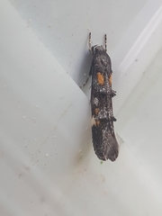 Mompha raschkiella