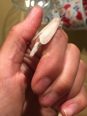 Phragmataecia castaneae