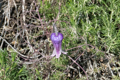 Clematis hirsutissima