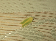 Earias