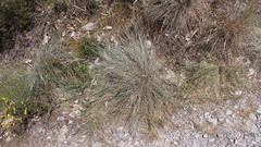 Festuca arvernensis
